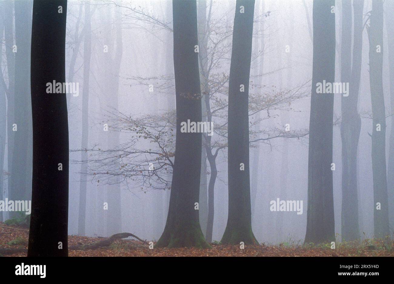 Foresta di faggi nella nebbia, Rendsburg distretto di Eckernfoerde, Schleswig-Holstein Foto Stock
