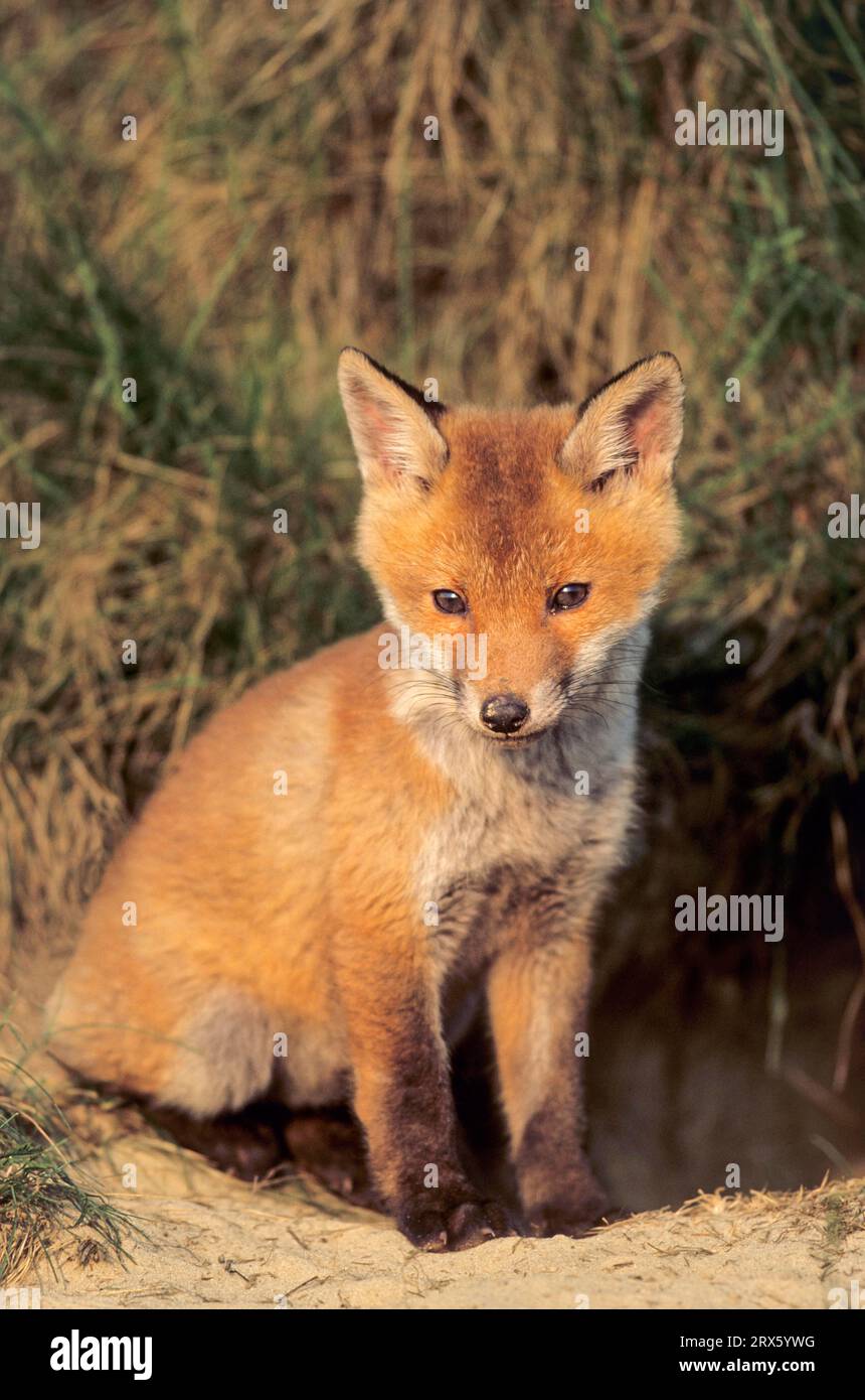 Giovane volpe seduta rilassata di fronte alla tana della volpe (volpe rossa (Vulpes vulpes) Foto Stock