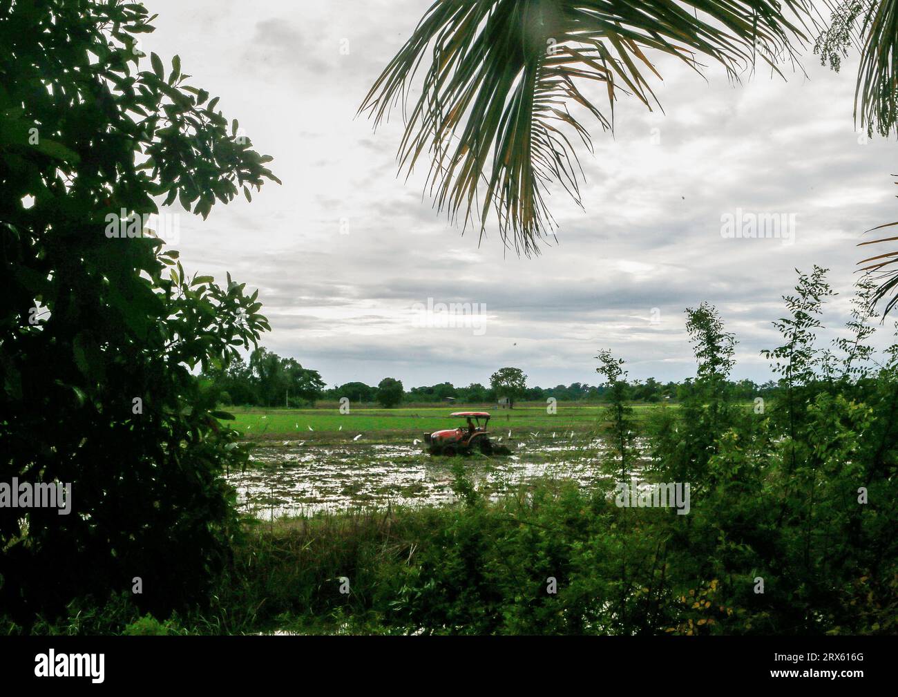 Un agricoltore sgomberò il suo campo di riso usando un aratro motorizzato, invece del tradizionale metodo "slash and burn", nella provincia di Nakho Sawan, a nord di Bangkok. Foto Stock