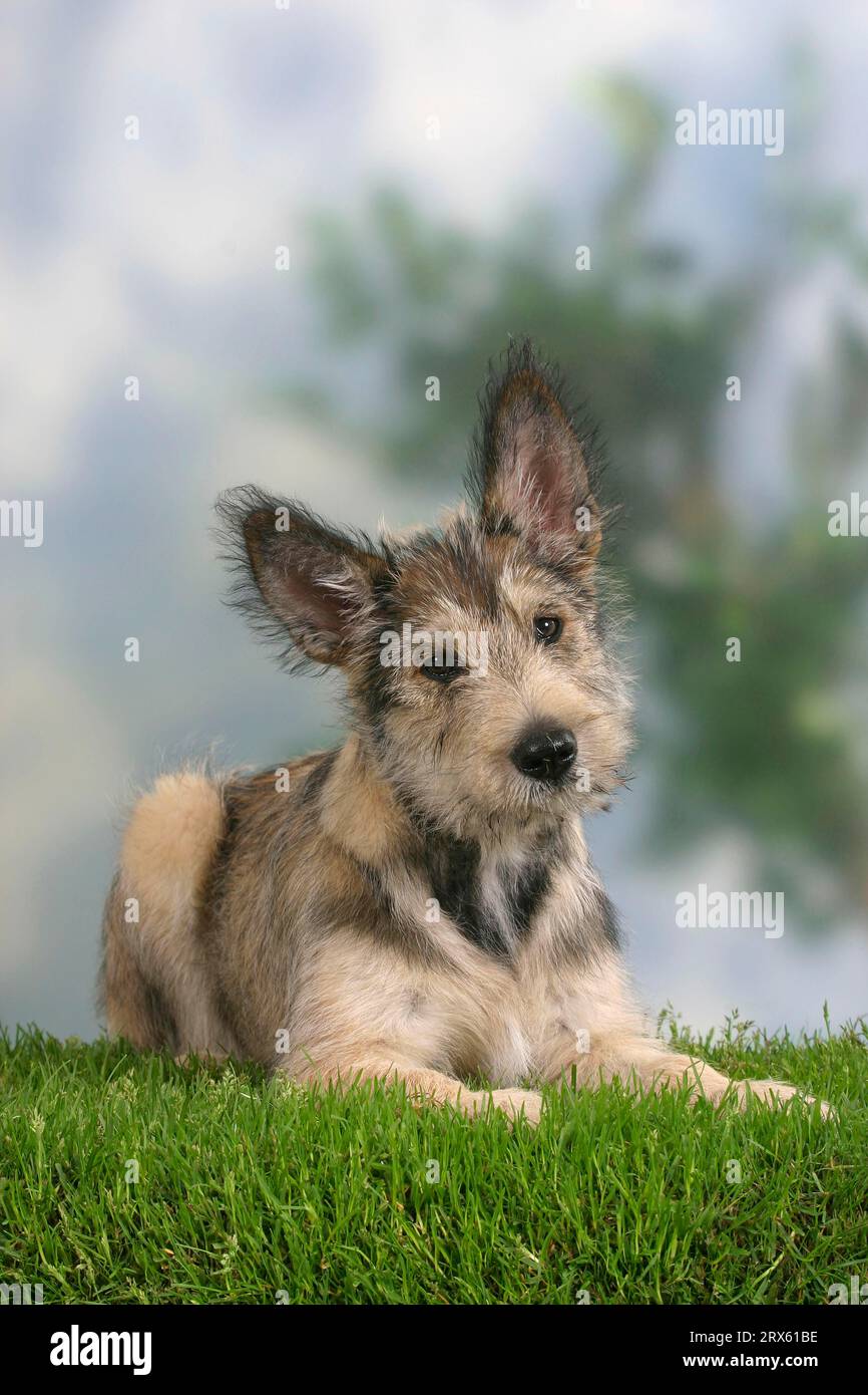 Berger Picard, cucciolo, 14 settimane, Berger de Picardie Foto Stock