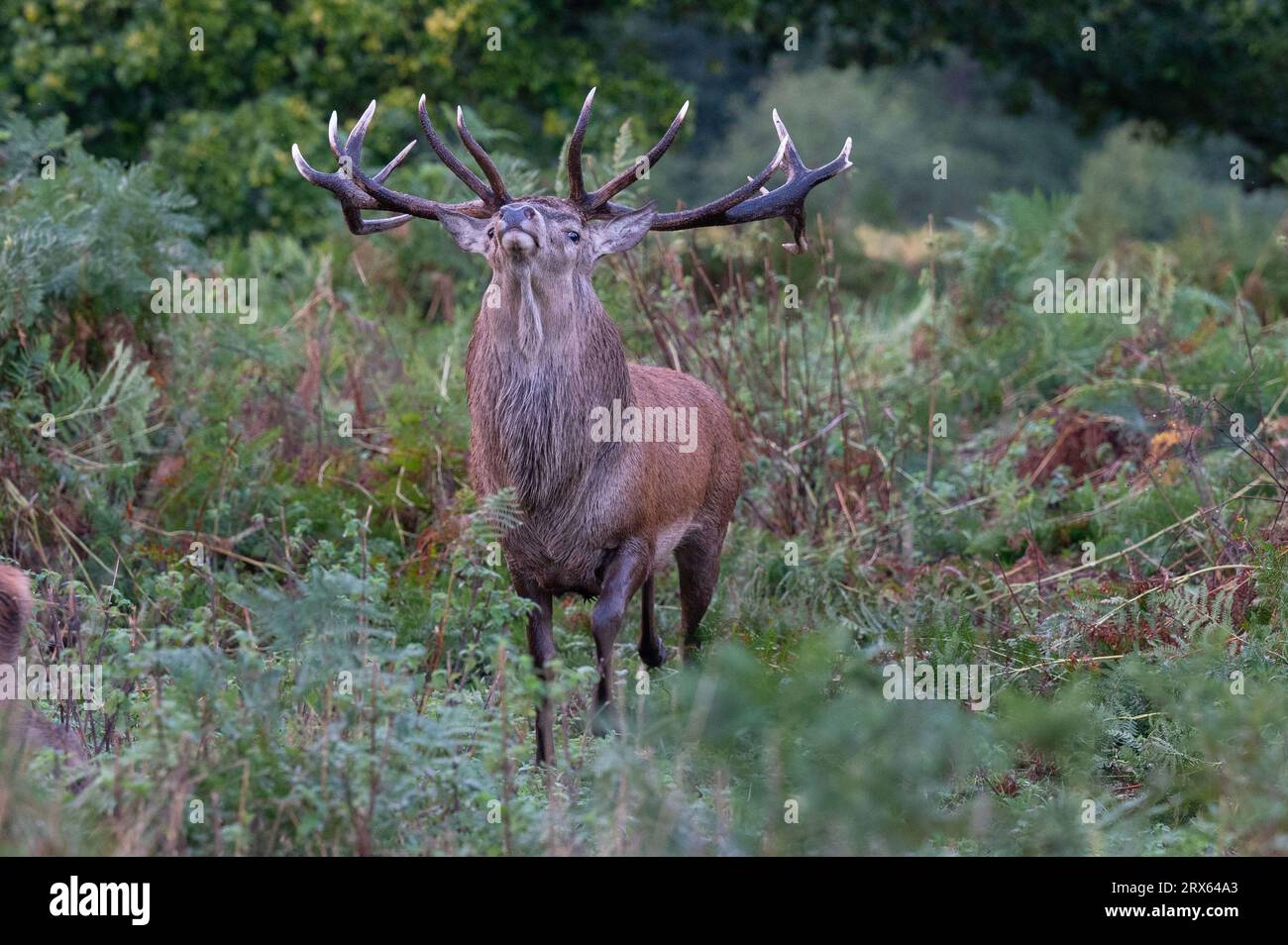 Bushy Park, Londra, Regno Unito. 21 settembre 2023. La stagione dei cervi rossi si svolge a Bushy Park. Foto Stock