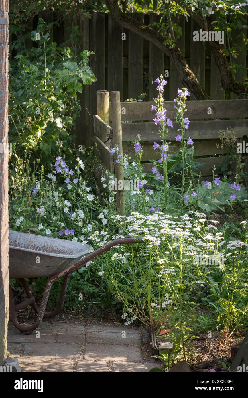 Carriola e fiori semilavorati nel giardino naturale Foto Stock