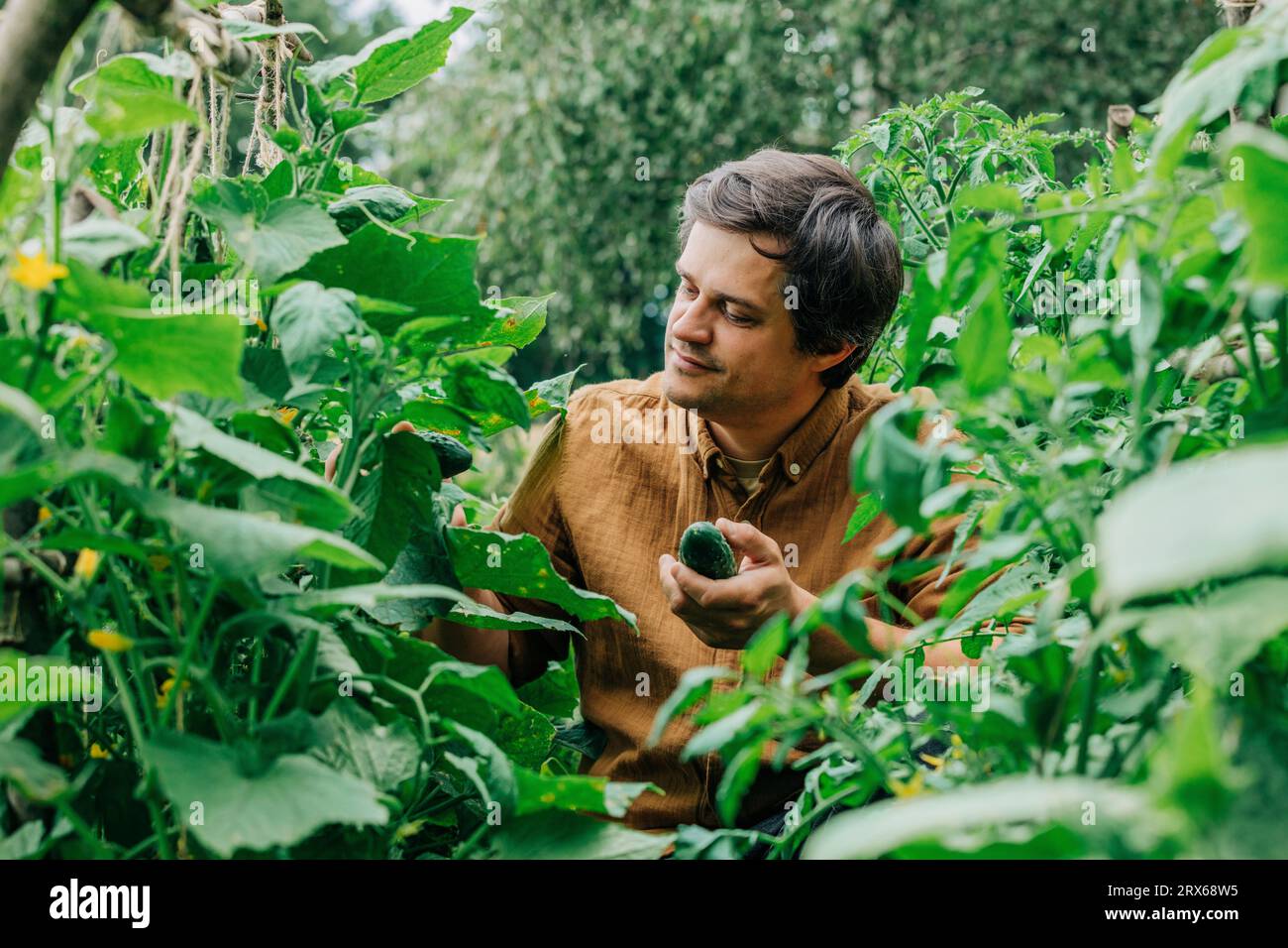 Un uomo felice che raccoglie cetriolo dall'orto Foto Stock