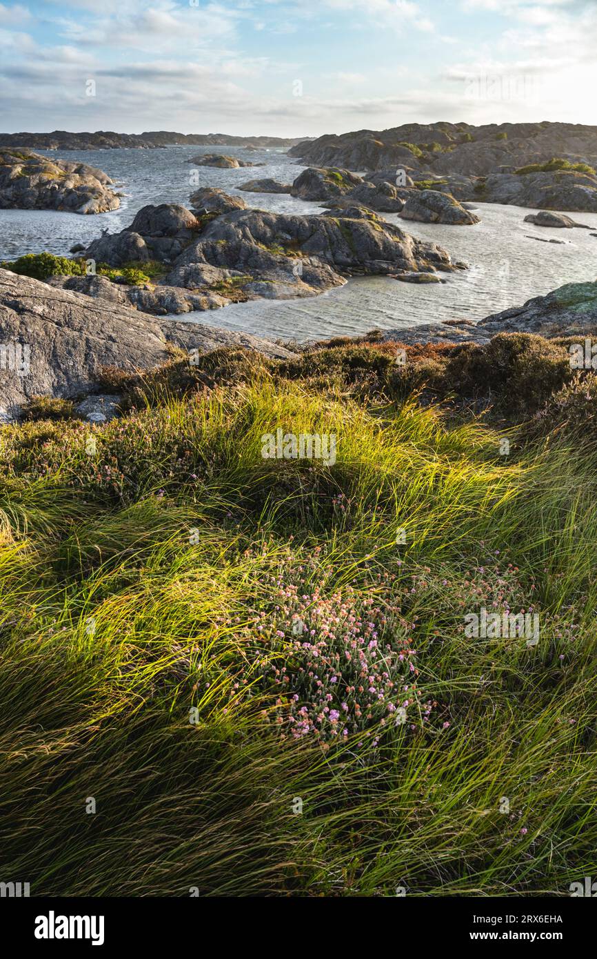 Erba verde sulla scogliera dell'isola di Tjorn Foto Stock