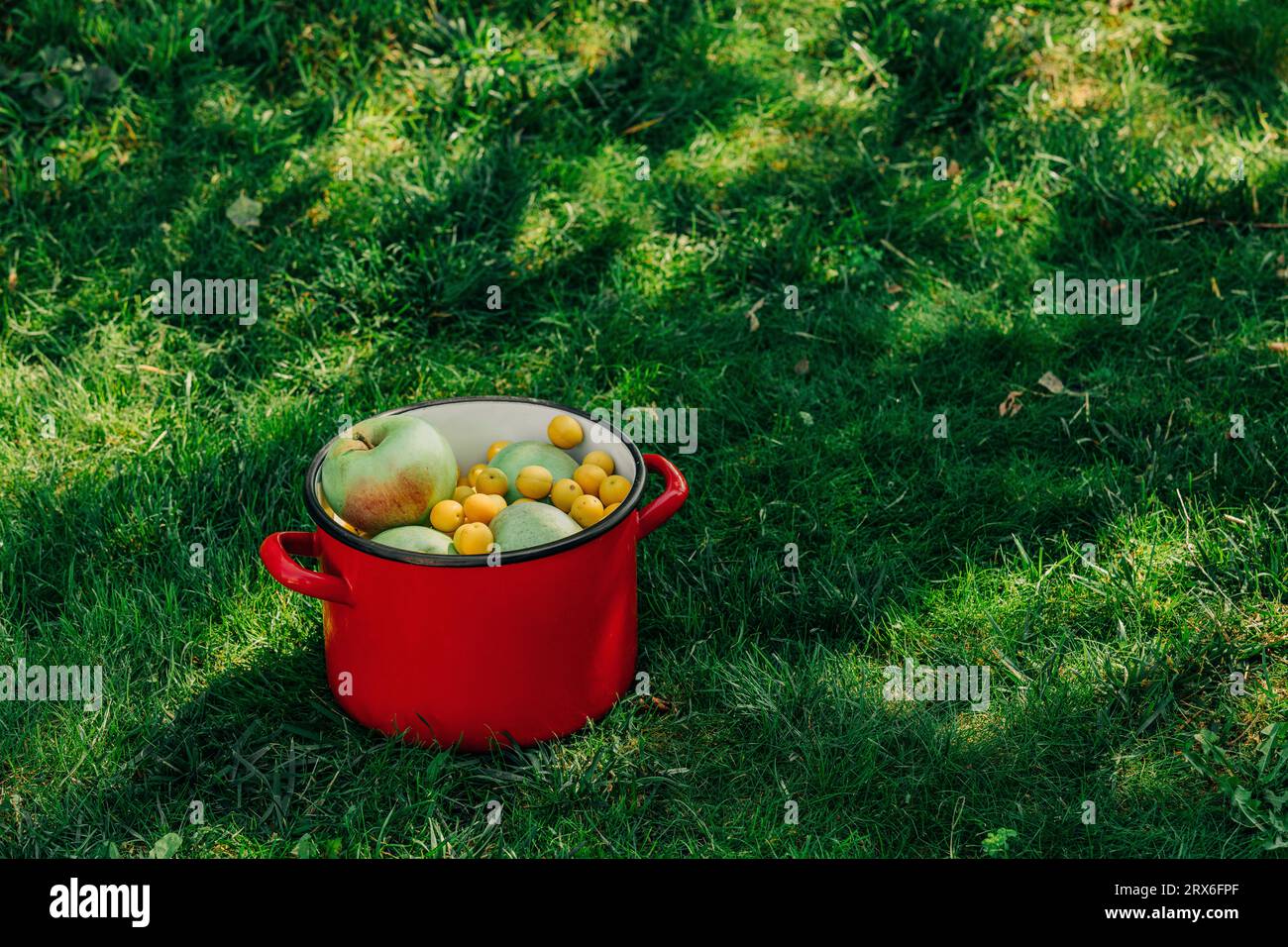 Pentola rossa con mele e prugne sull'erba in giardino Foto Stock