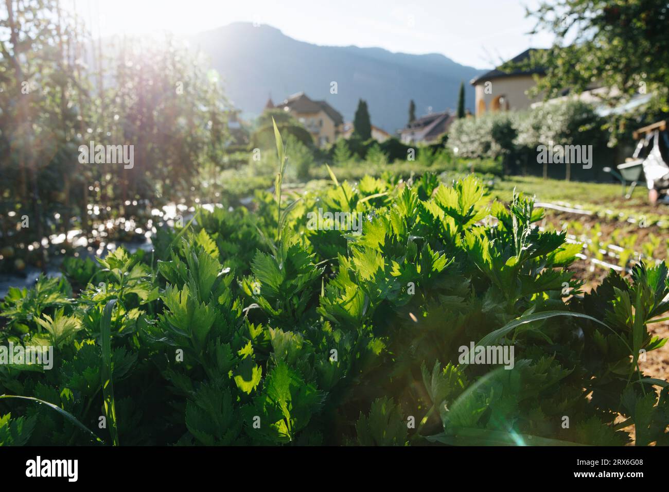 Piante in giardino nelle giornate di sole Foto Stock