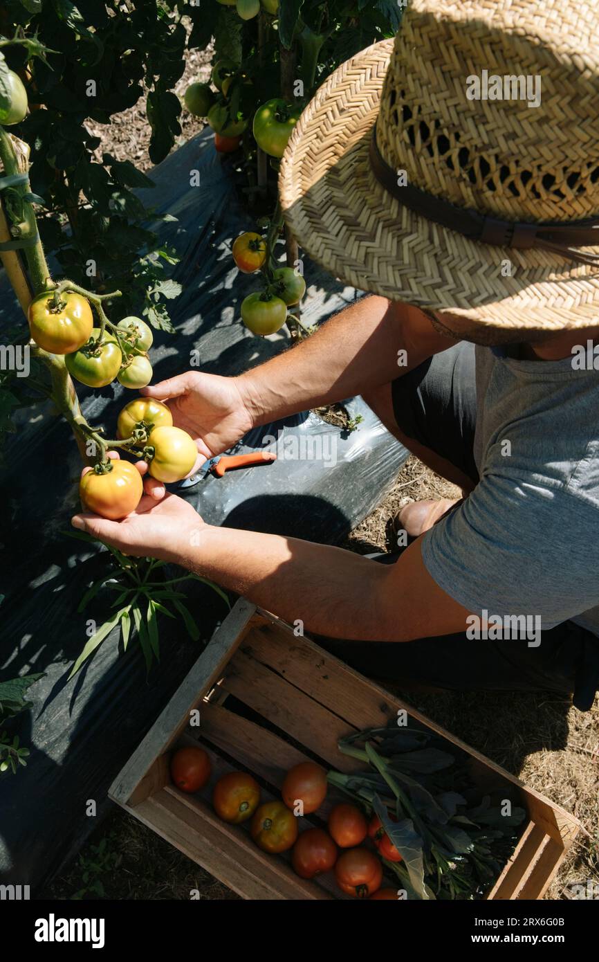 Giardiniere che indossa un cappello di paglia che esamina i pomodori in giardino nelle giornate di sole Foto Stock