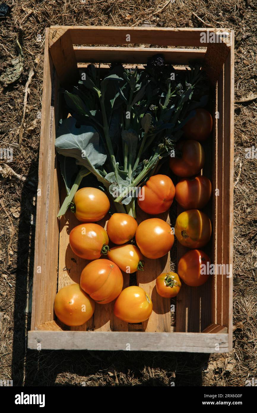 Pomodori cimellati con verdure a foglia all'interno di una cassa di legno alla luce del sole Foto Stock