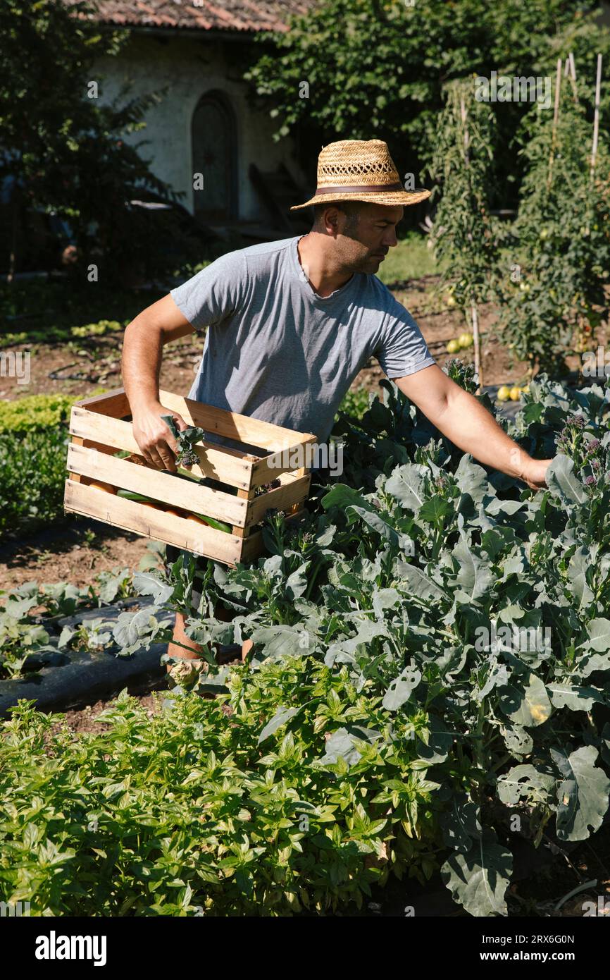 Giardiniere che indossa un cappello di paglia che trasporta una cassa in giardino nelle giornate di sole Foto Stock
