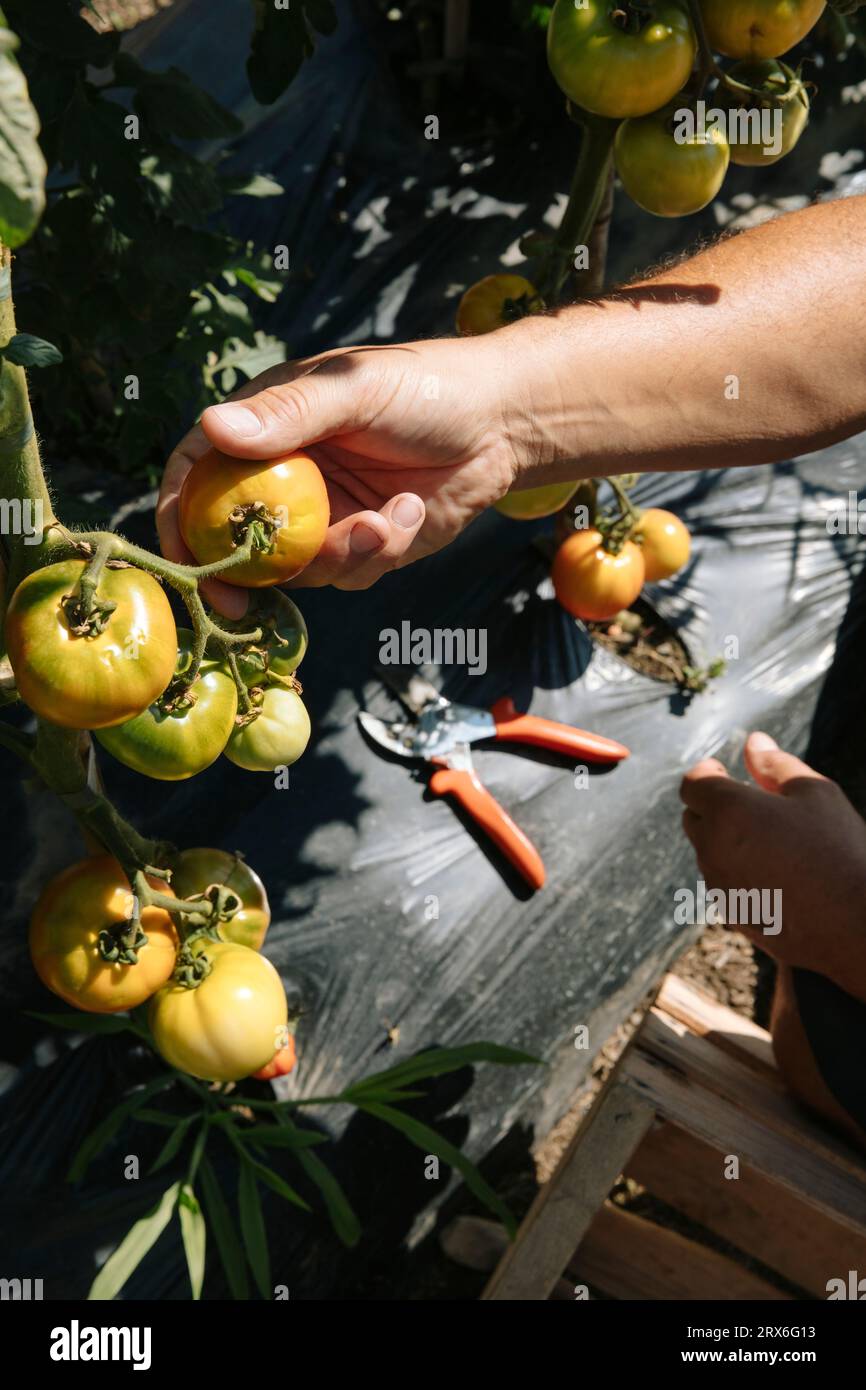 Mano del giardiniere che raccoglie i pomodori dalla pianta in giardino Foto Stock