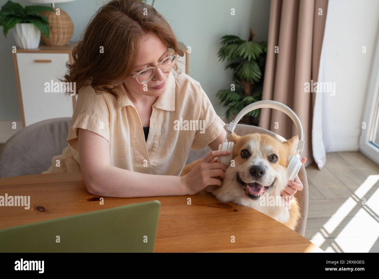 Donna che indossa cuffie wireless al cane Corgi gallese a casa Foto Stock
