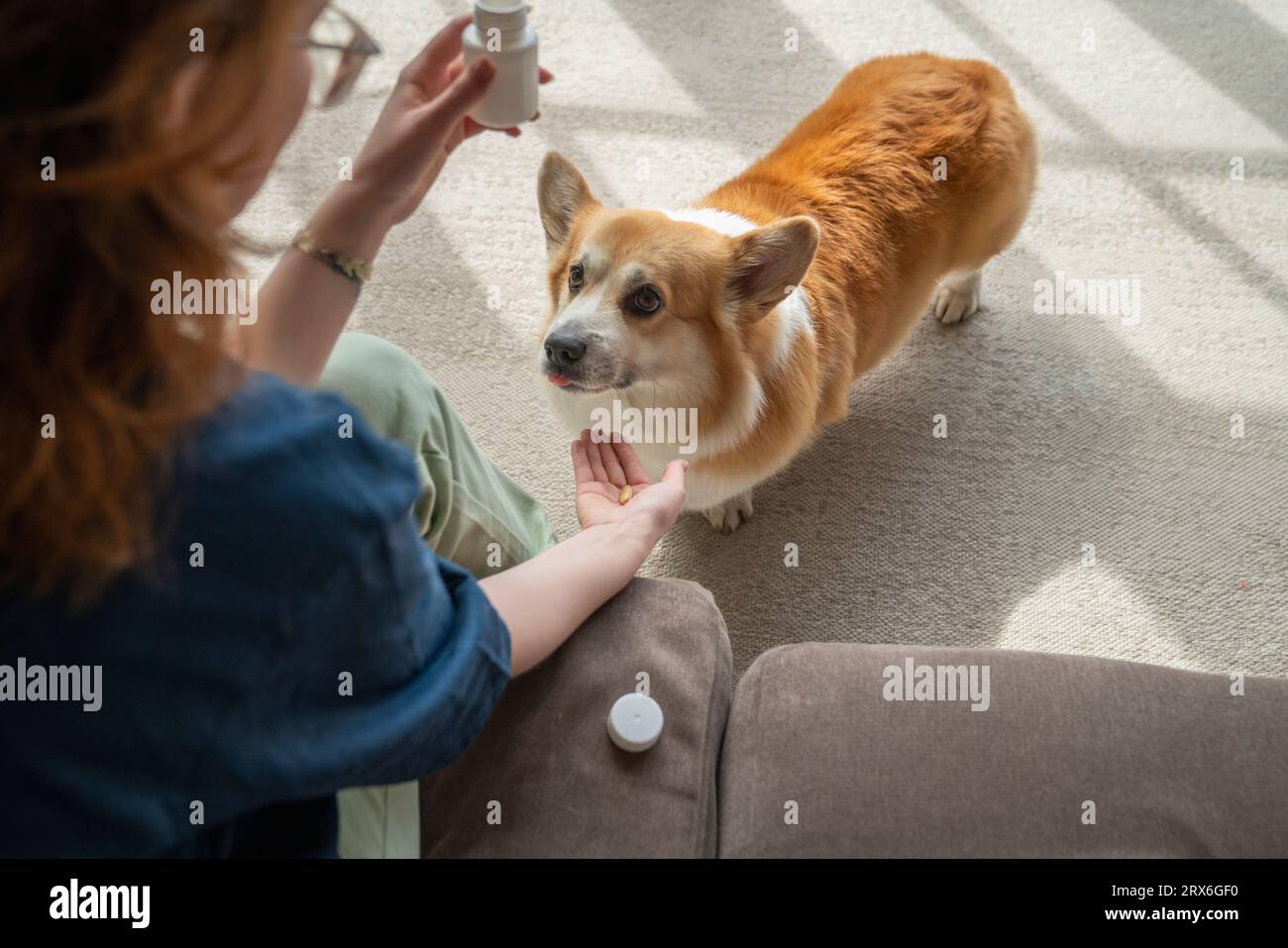 Giovane donna che dà vitamine al cane gallese Corgi a casa Foto Stock