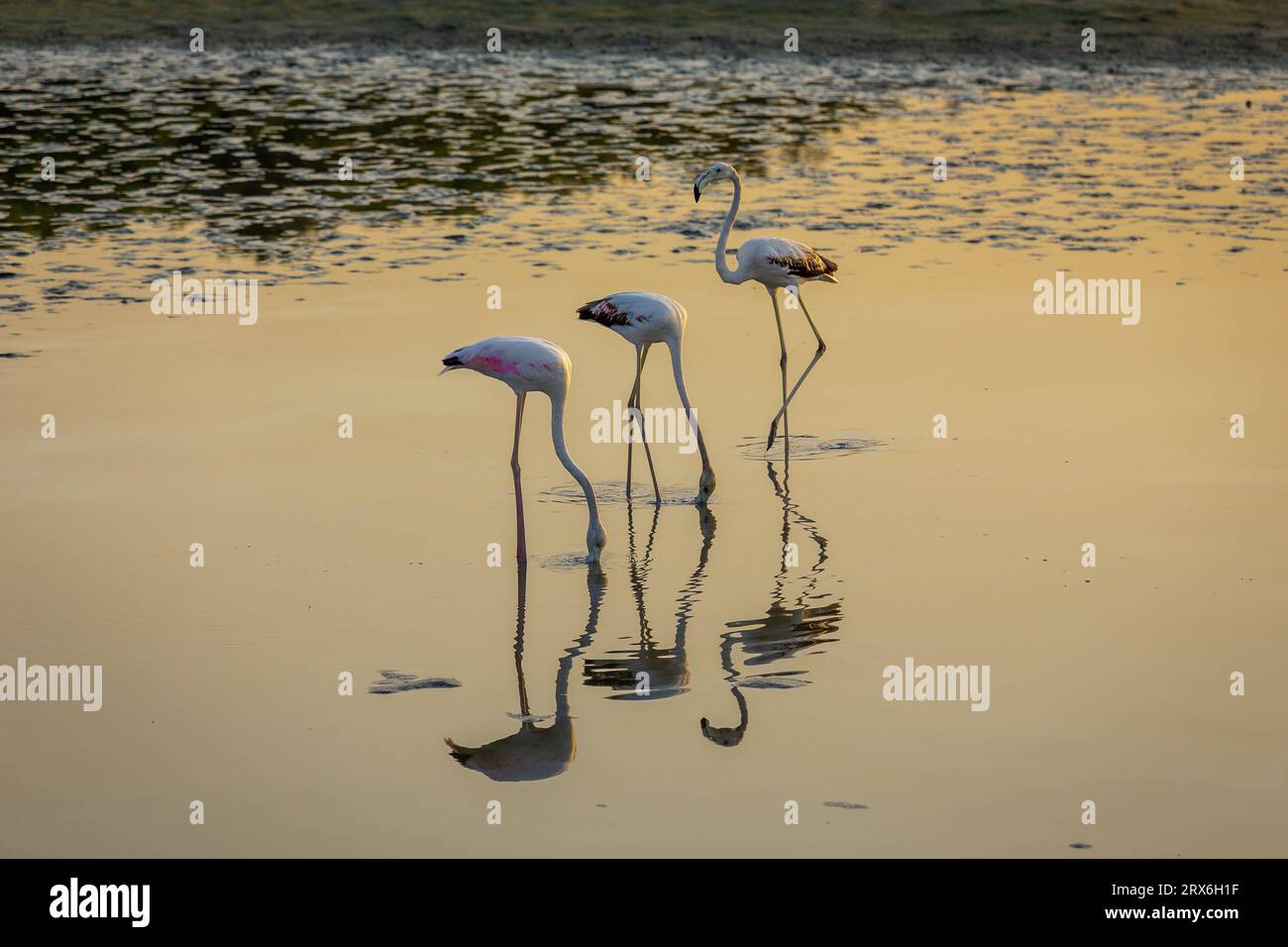 Greater Flamingos (Phoenicopterus roseus) al Ras al Khor Wildlife Sanctuary di Dubai, che si tuffa in laguna e pesca, riflessi in acqua, tramonto. Foto Stock