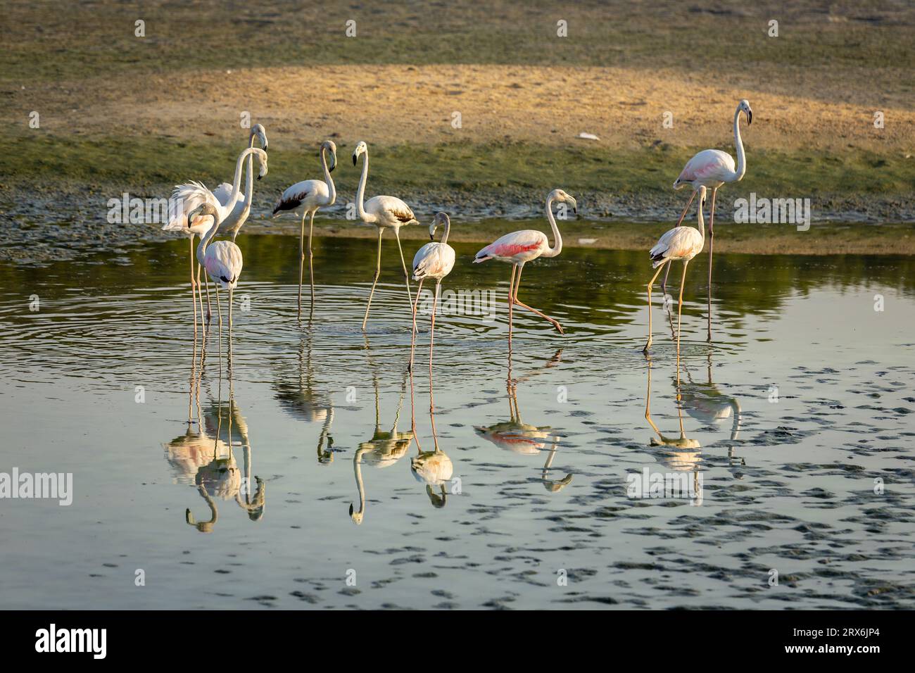 Greater Flamingos (Phoenicopterus roseus) al Ras al Khor Wildlife Sanctuary di Dubai, che si tuffa in laguna e pesca, riflessi in acqua, tramonto. Foto Stock
