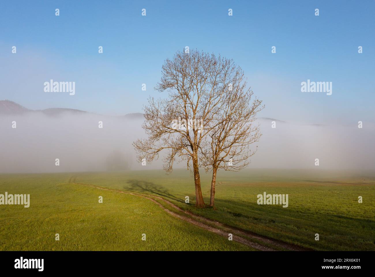 Austria, alta Austria, albero nudo in un prato coperto da nebbia Foto Stock