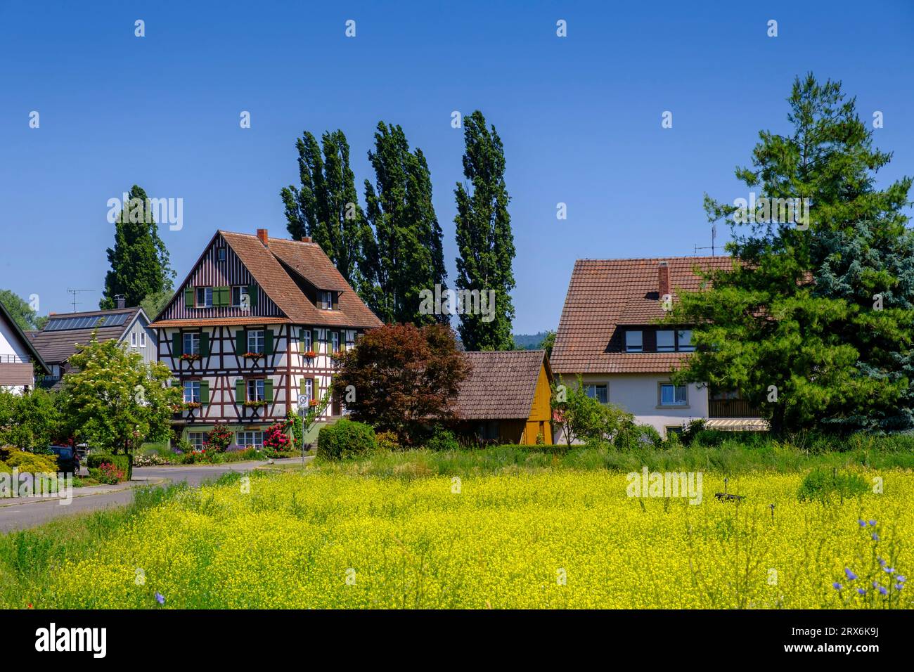 Germania, Baden-Wurttemberg, Mittelzell, prato giallo di fronte al villaggio storico Foto Stock