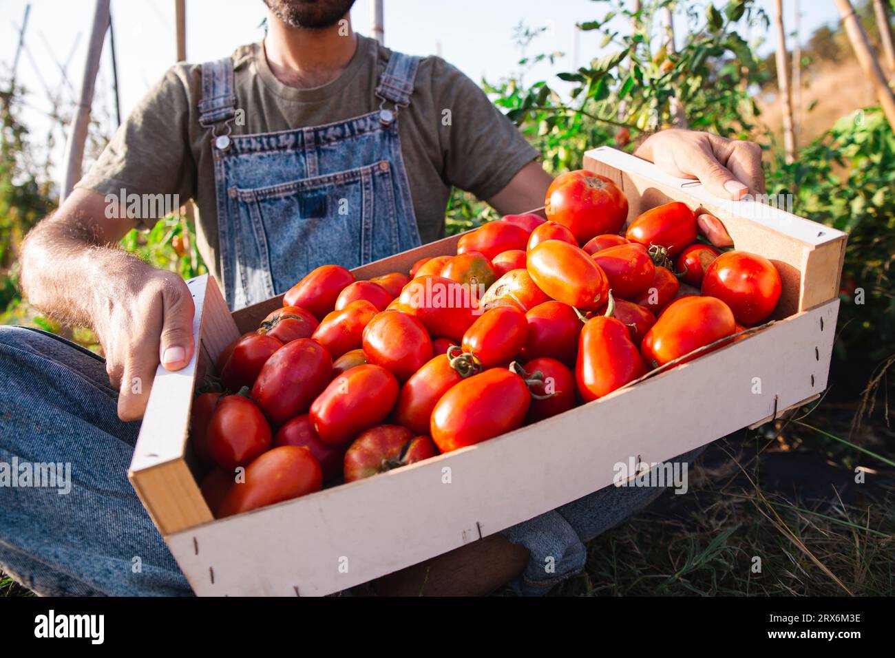 Uomo che porta una cassa di pomodori nel frutteto Foto Stock