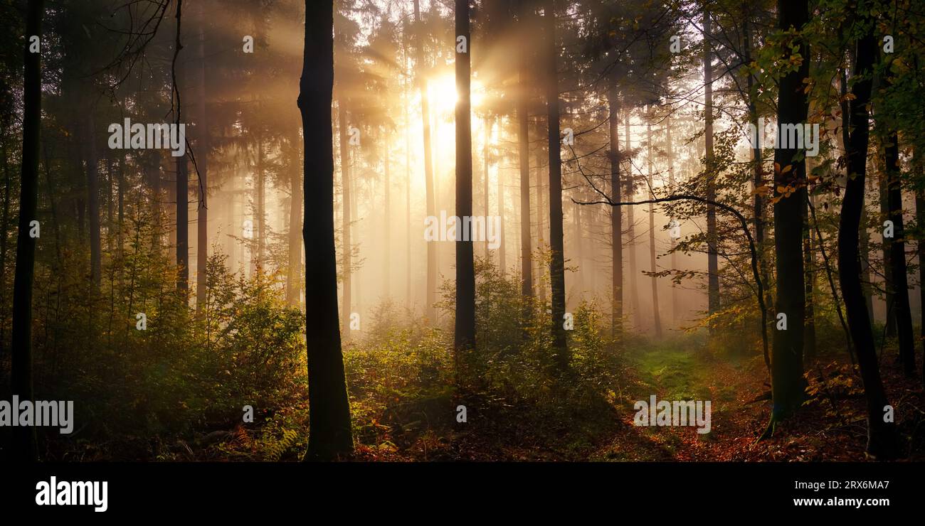 Incantevole panorama lungoso con i raggi del sole che illuminano la nebbia nei boschi. Uno scenario da favola cinematografica Foto Stock