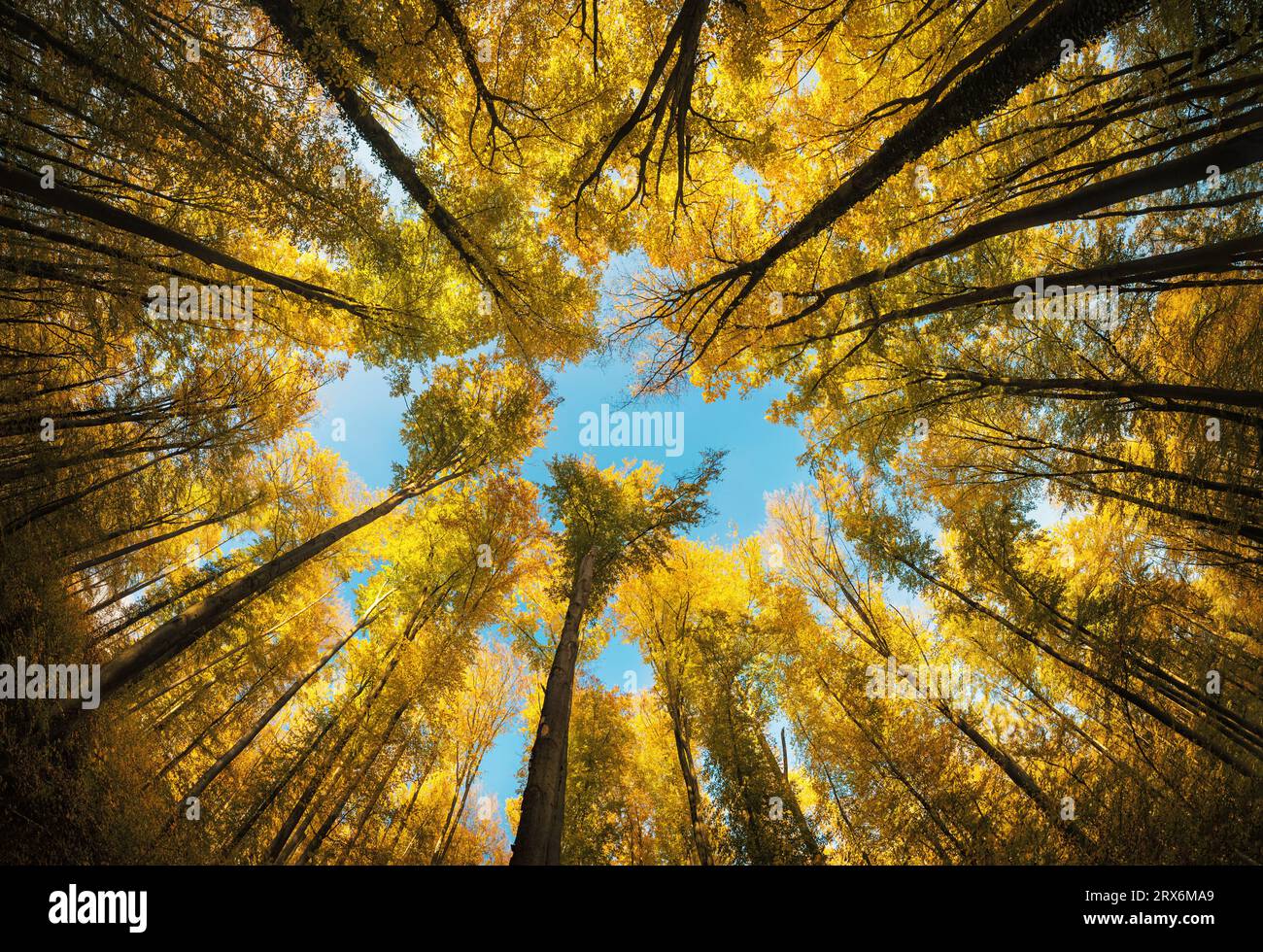 Baldacchino autunnale illuminato dal sole con foglie gialle che incorniciano il cielo blu. Uno scatto grandangolare che mostra la maestosa scala della foresta Foto Stock