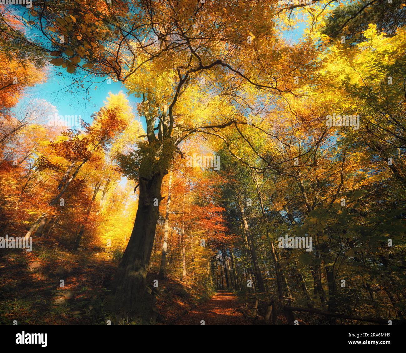 Rami di alberi colorati in una foresta pittoricamente soleggiata in autunno. Cime degli alberi splendidamente illuminate dal sole con cielo blu brillante Foto Stock