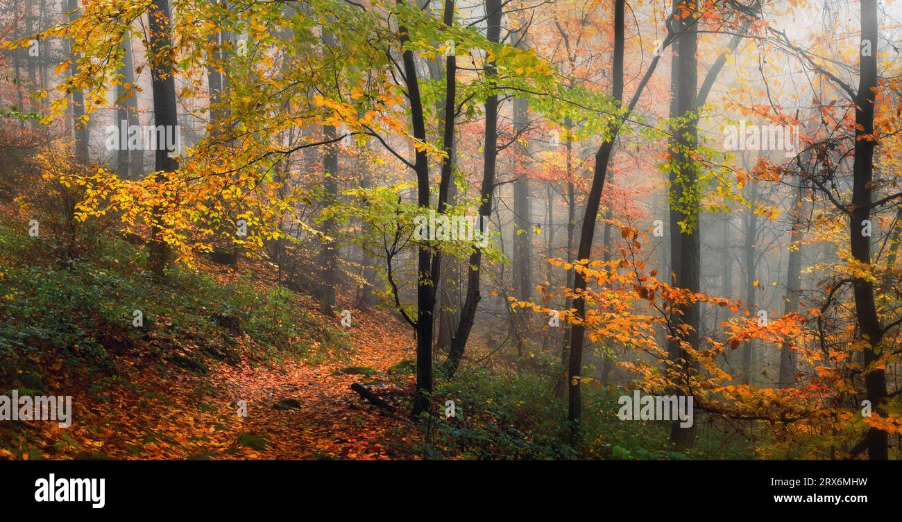 Rami colorati in soffice luce autunnale in una splendida foresta umida, con nebbia da sogno e un bel sentiero pedonale Foto Stock