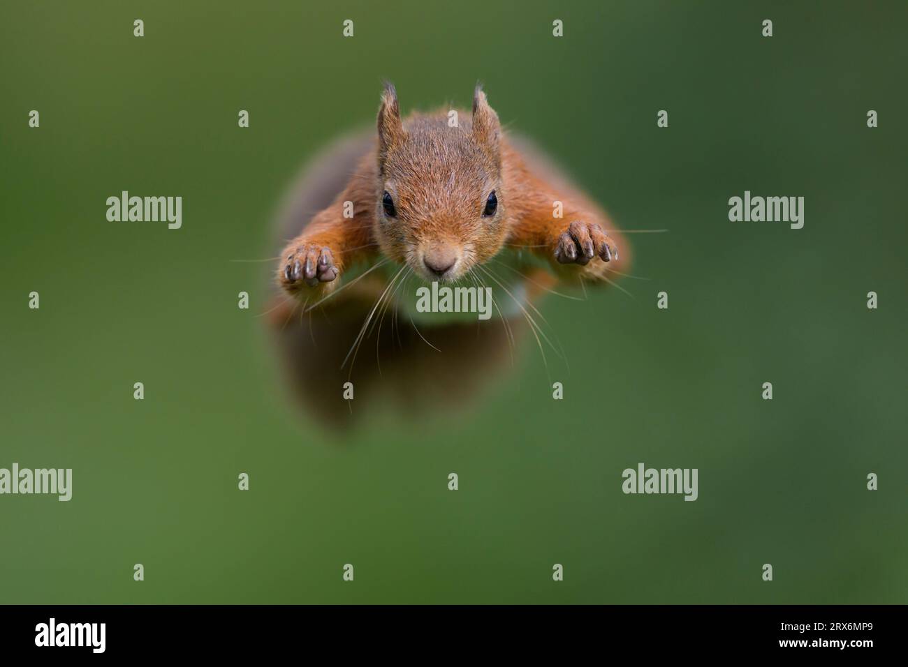 Scoiattolo rosso eurasiatico (Sciurus vulgaris) che salta verso la fotocamera Foto Stock