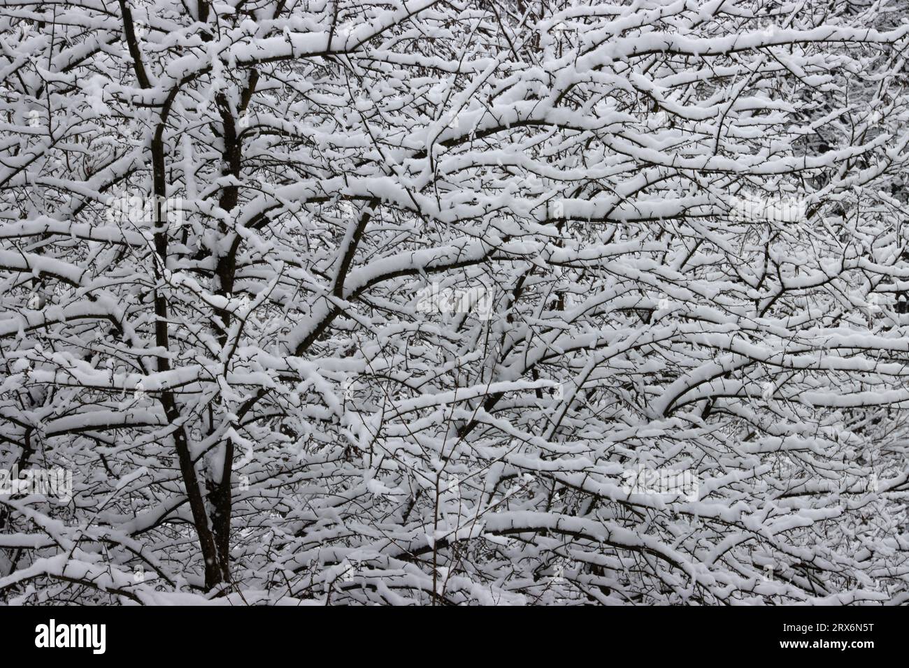 Rami di alberi ricoperti di neve nel parco Foto Stock