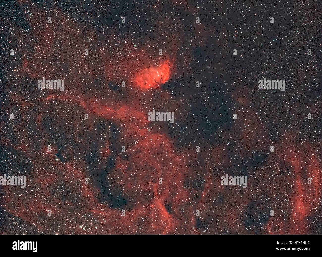 Nebulosa tulipana (Sharpless 101) nella costellazione del Cigno Foto Stock