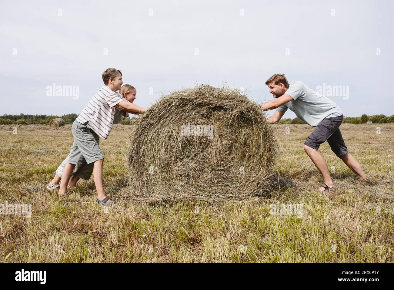 Padre con figli che spingono il fieno nei campi Foto Stock