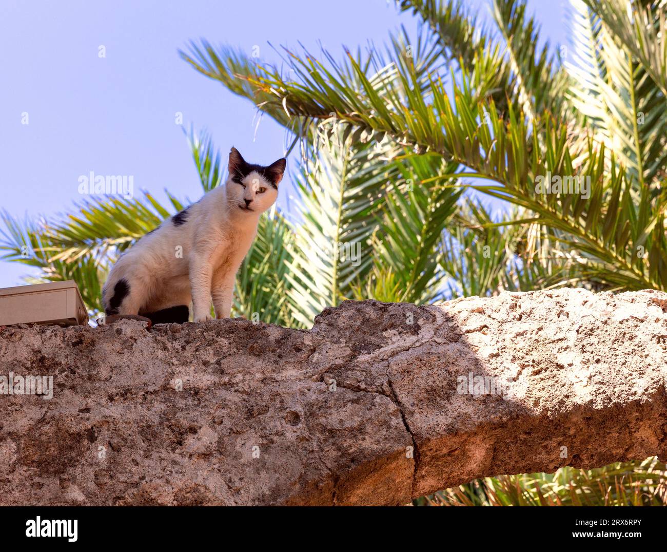 Un grosso gatto di strada sfacciato guarda in basso da un vecchio arco di pietra a Rodi. Grecia. Foto Stock