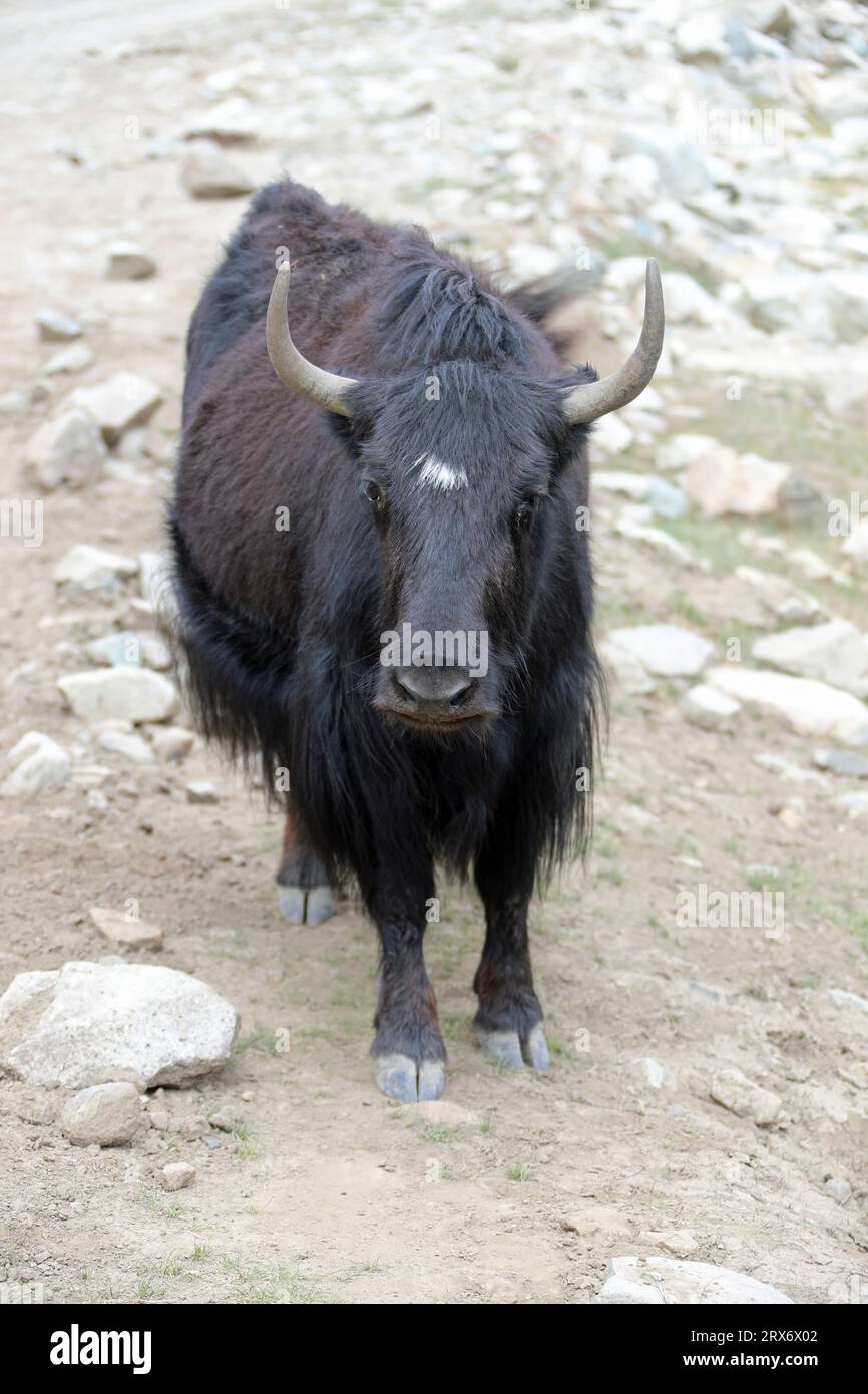 Yak domestico ad un alto passo di montagna nel nord del Pakistan Foto Stock