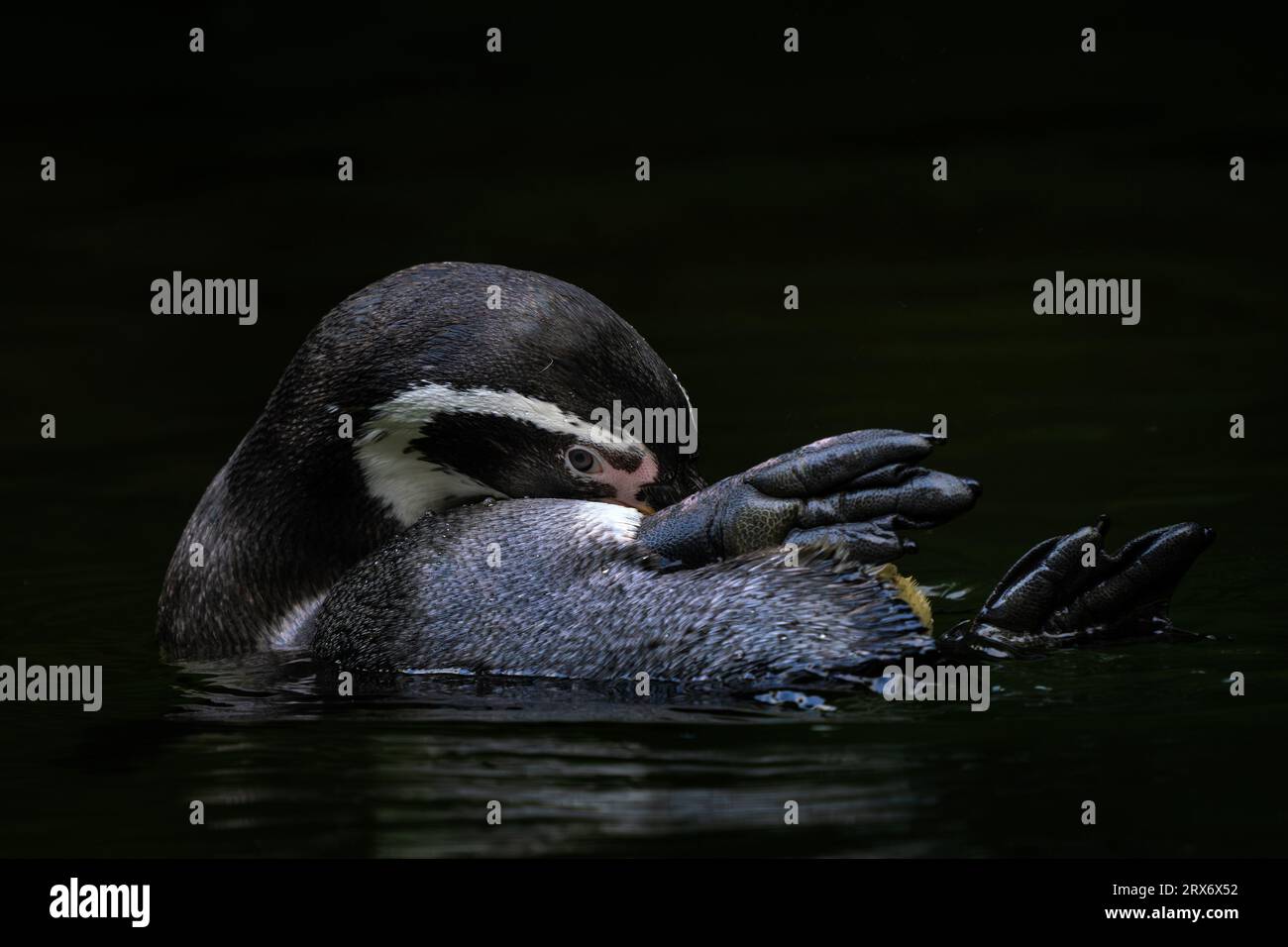 Humboldt Penguin - Spheniscus humboldti, pinguino di medie dimensioni dalle coste dell'oceano sudamericano, Cile. Foto Stock