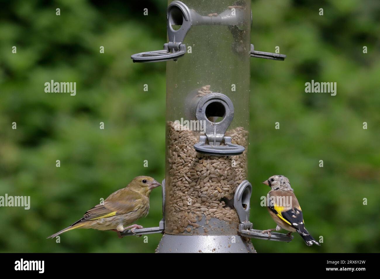 Greenfinch e goldfinch si appollaiano su un alimentatore di uccelli con alberi sullo sfondo Foto Stock