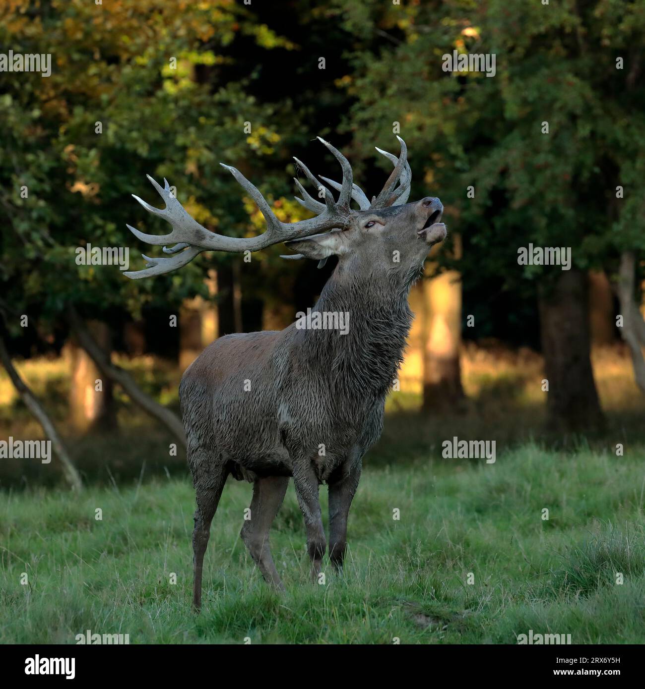 Grandi cervi rossi (Cervus elaphus) con grandi corna che chiamano mentre si avvicinano alla ruggine nel parco dei cervi Dyrehavn, Copenaghen Foto Stock