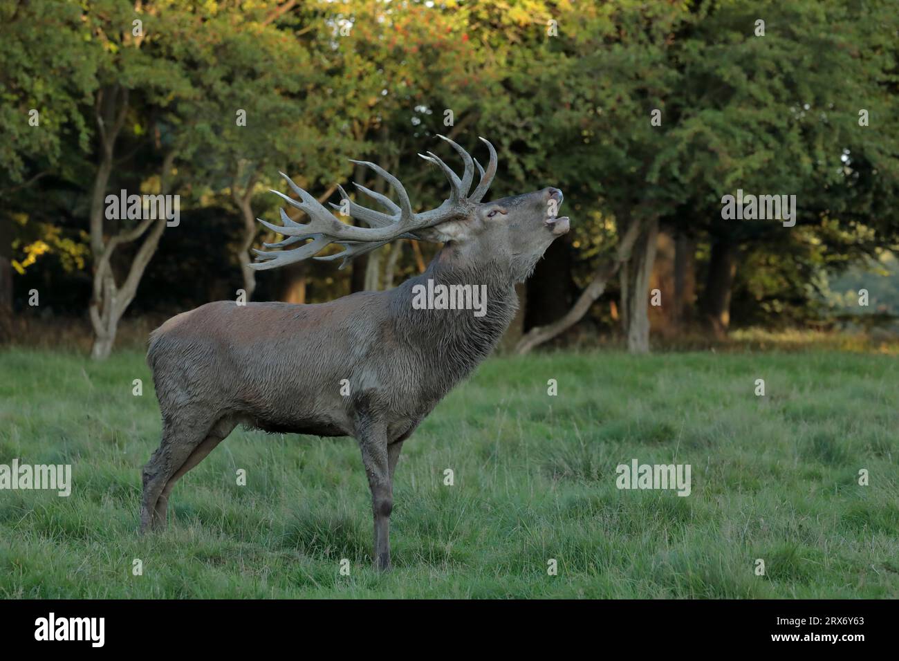 Grandi cervi rossi (Cervus elaphus) con grandi corna che chiamano mentre si avvicinano alla ruggine nel parco dei cervi Dyrehavn, Copenaghen Foto Stock