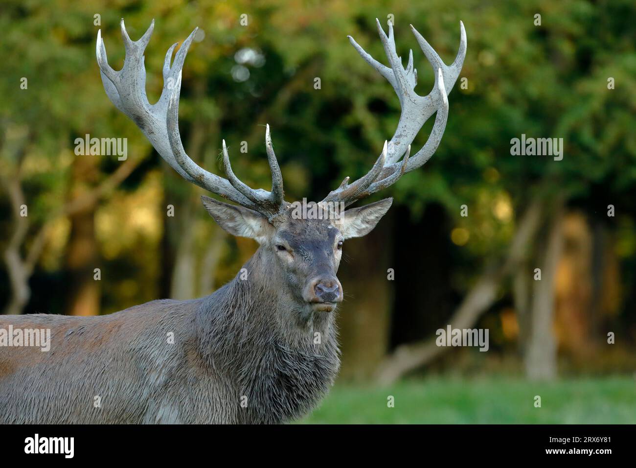 Colpo di testa di un grande cervo rosso (Cervus elaphus) con grandi palchi che si avvicinano alla ruggine nel parco dei cervi Dyrehavn, Copenhagen Foto Stock