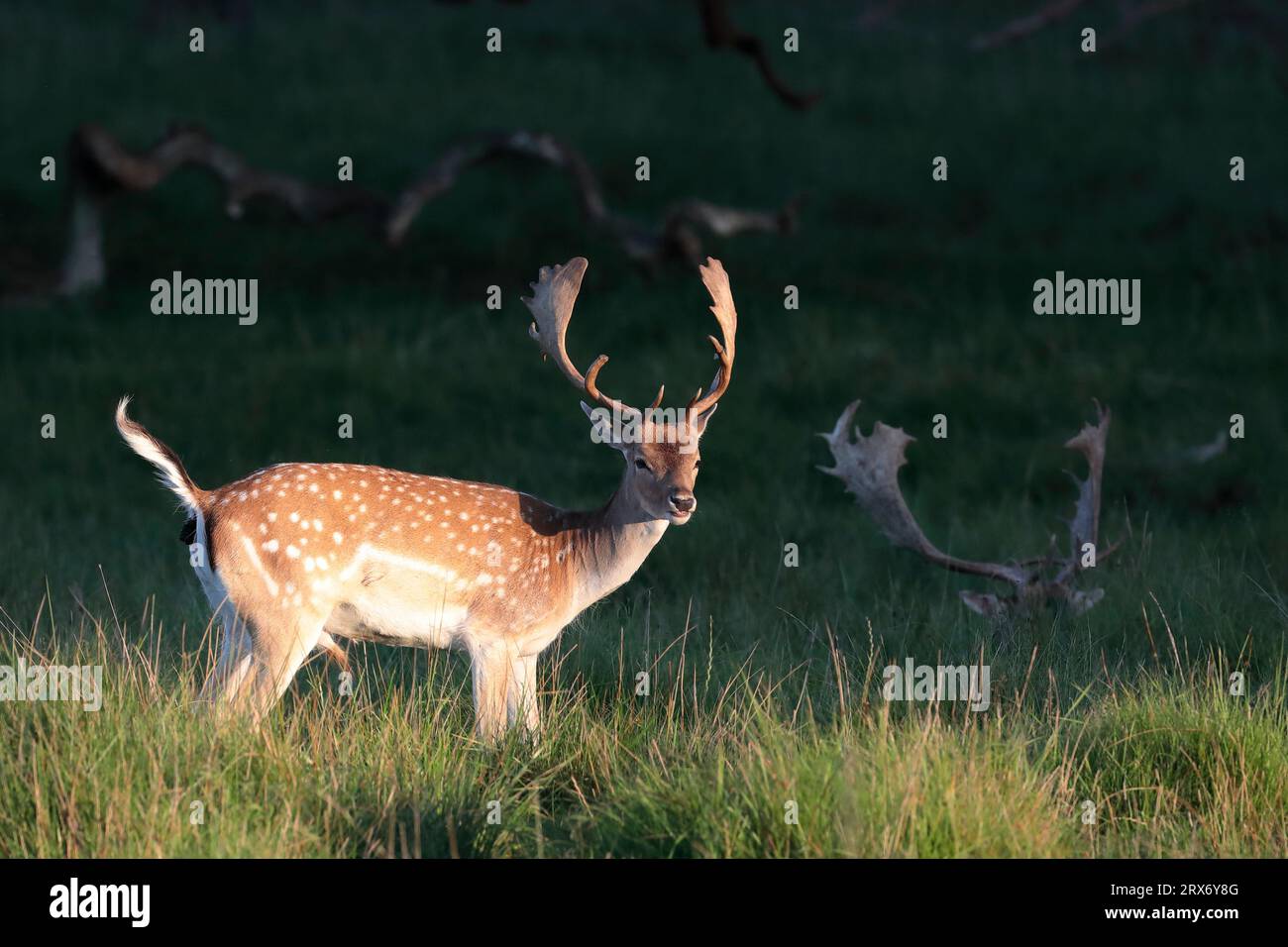 Cervi a riposo (Dama dama) con grandi palchi che si avvicinano al ruggito nel parco dei cervi Dyrehavn, Copenhagen Foto Stock