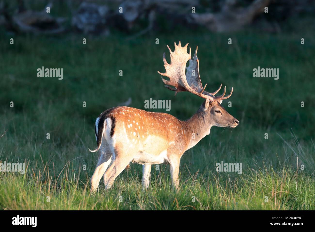 Cervi a riposo (Dama dama) con grandi palchi che si avvicinano al ruggito nel parco dei cervi Dyrehavn, Copenhagen Foto Stock
