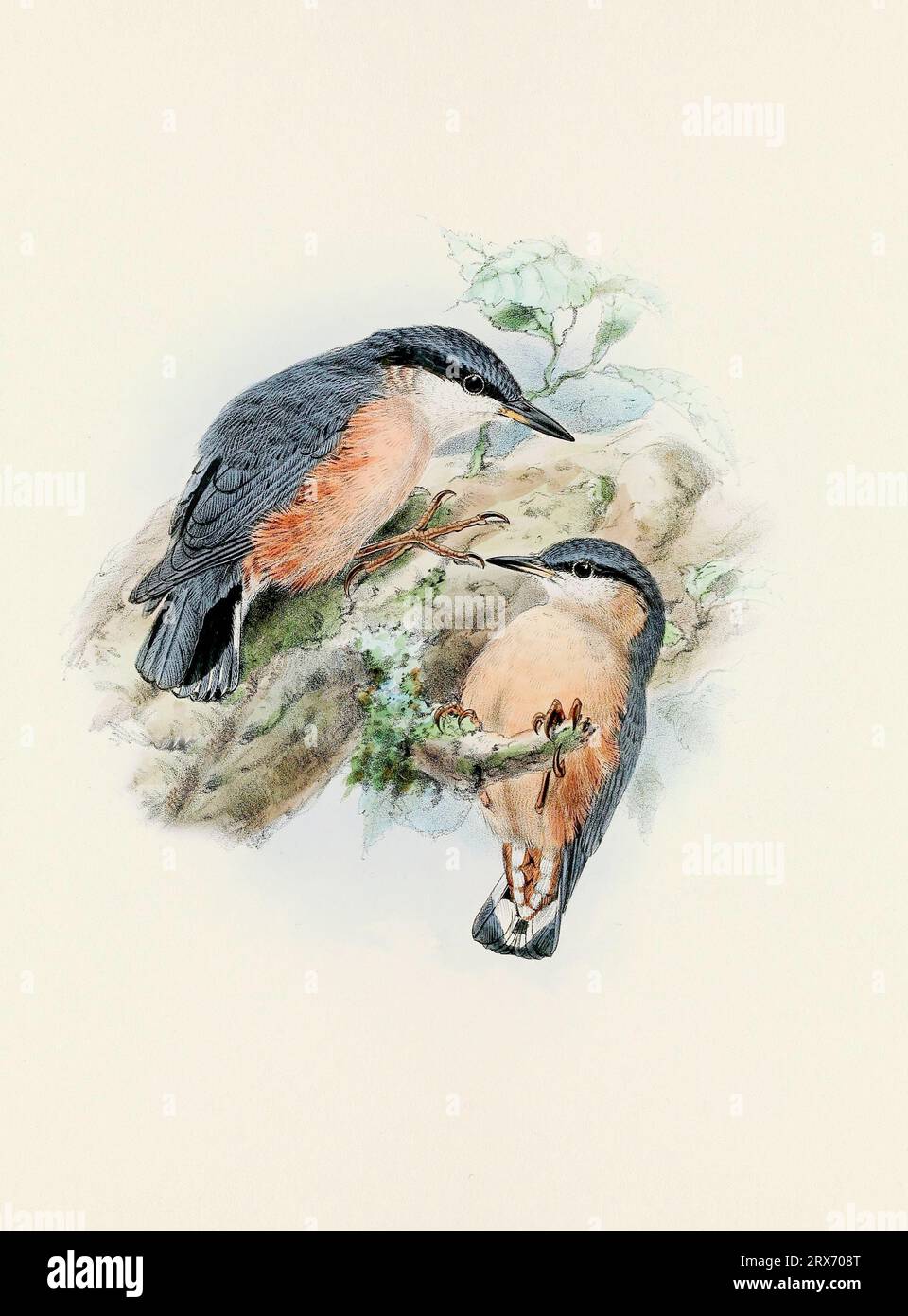 Una splendida opera d'arte digitale di uccelli classici. Illustrazione di uccelli in stile vintage. Foto Stock
