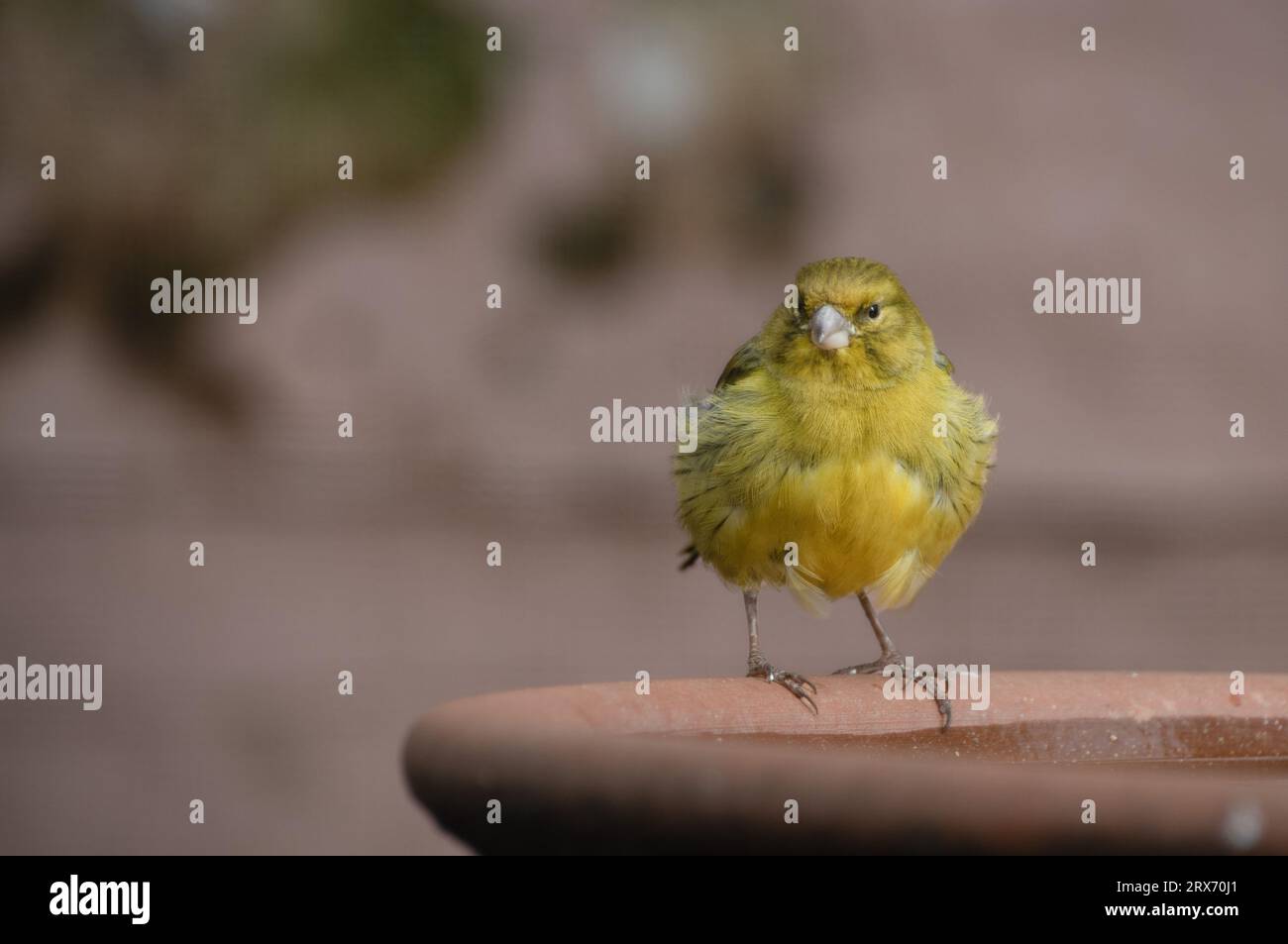 Castello di Kenilworth 29 luglio 2023 Lizard canary castello di Kenilworth Avery nei giardini elisabettiani Foto Stock