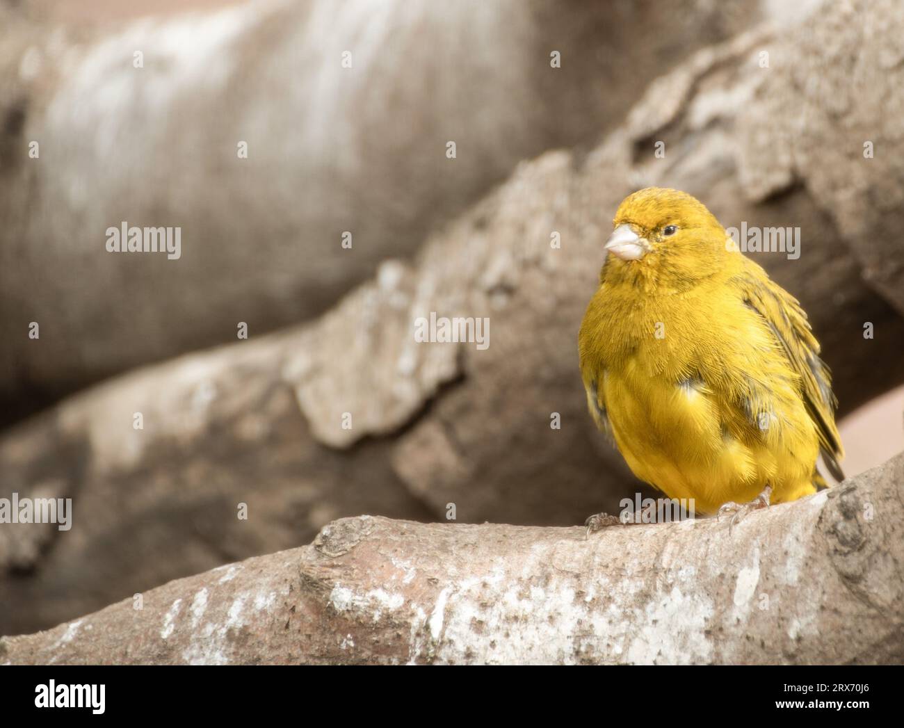 Castello di Kenilworth 29 luglio 2023 Lizard canary castello di Kenilworth Avery nei giardini elisabettiani Foto Stock