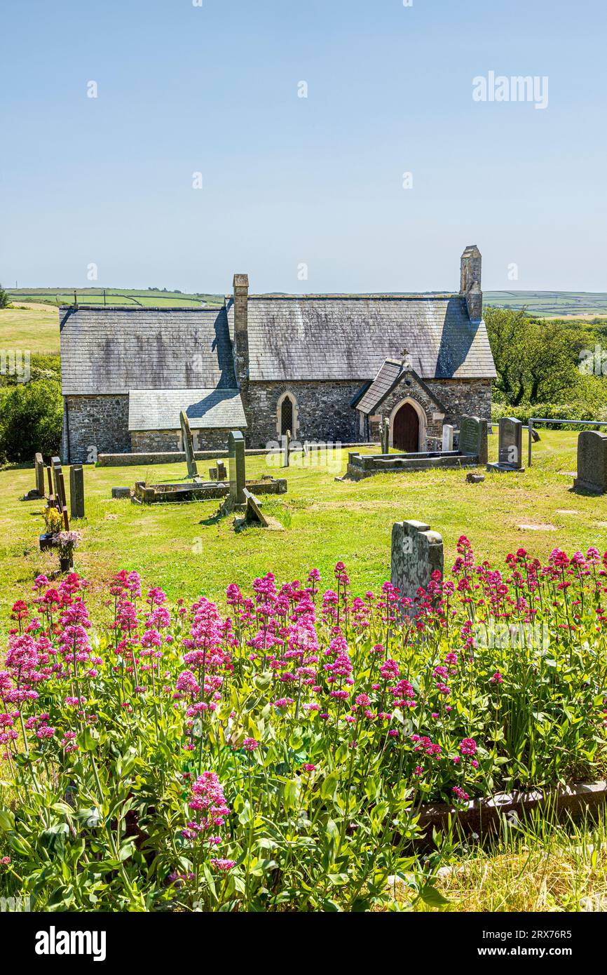 Valeriana rossa nel cimitero della chiesa di St Madoc of Ferns fondata nel 583 d.C. a Haroldston West nel Pembrokeshire Coast National Park, West Foto Stock