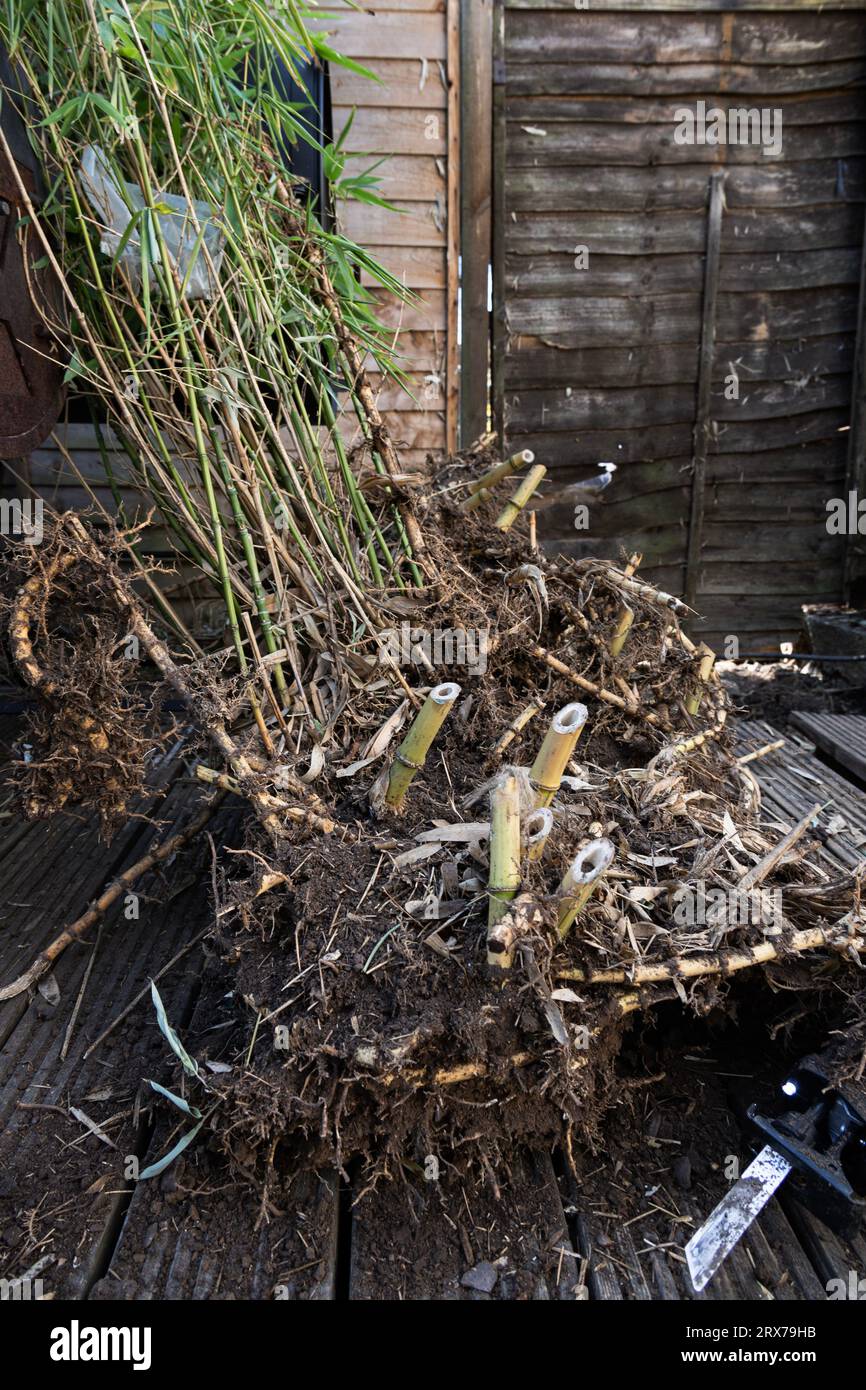 Scavare il bambù invasivo da un giardino nel Regno Unito Foto Stock