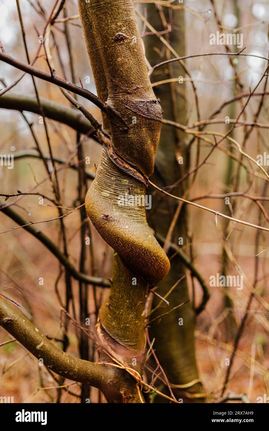 albero torto Foto Stock