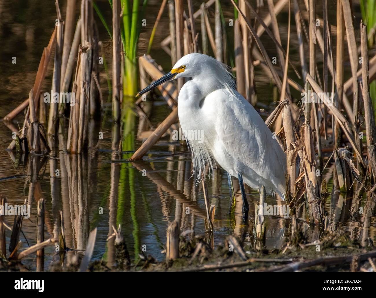 Una bellissima erba innevata si erge silenziosamente sul bordo della vegetazione in attesa di un pesce ignaro per nuotare. Foto Stock