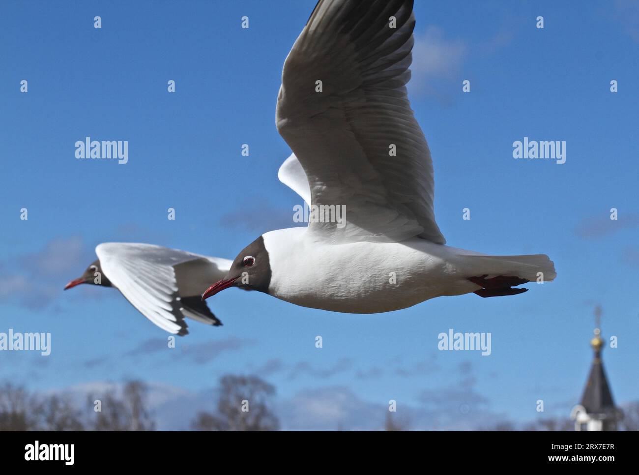 Seagull. Gabbiani volanti. Uccello. Uccelli volanti. Gabbiano nel cielo. Volo a nord. Movimento. Movimento SOP Foto Stock