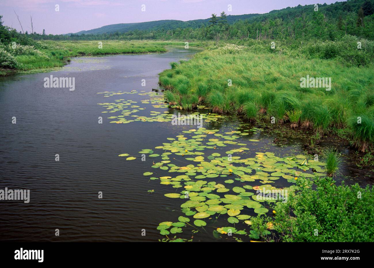 Beaver Creek a Brookfield Swamp, Beaver Creek State Forest, New York Foto Stock