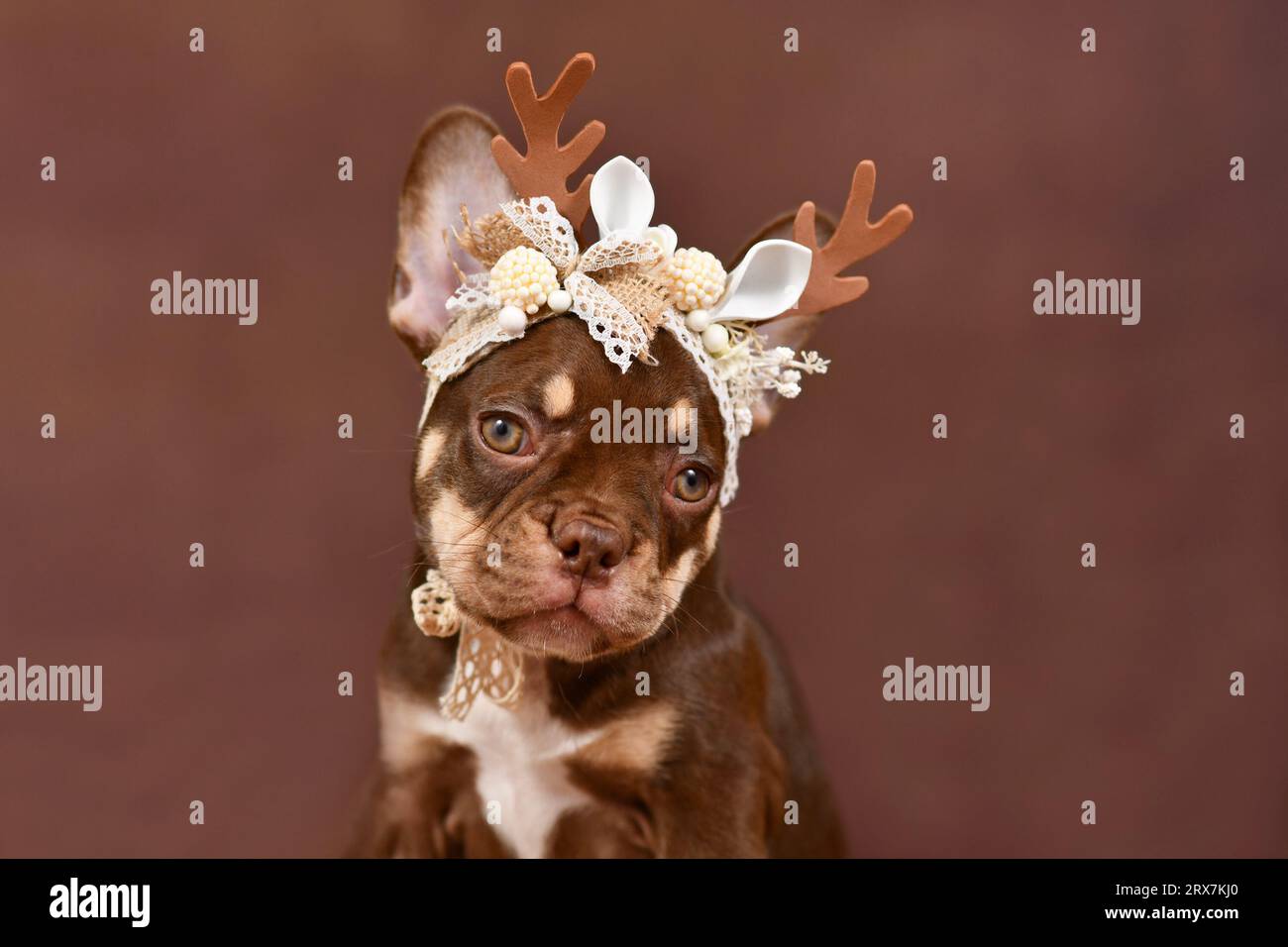 Ritratto del cucciolo Bulldog francese colorato Mocca Tan con le corna delle renne su sfondo marrone Foto Stock