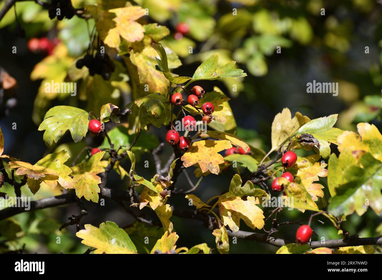 Ammassi di biancospino maturo su rami in autunno Foto Stock