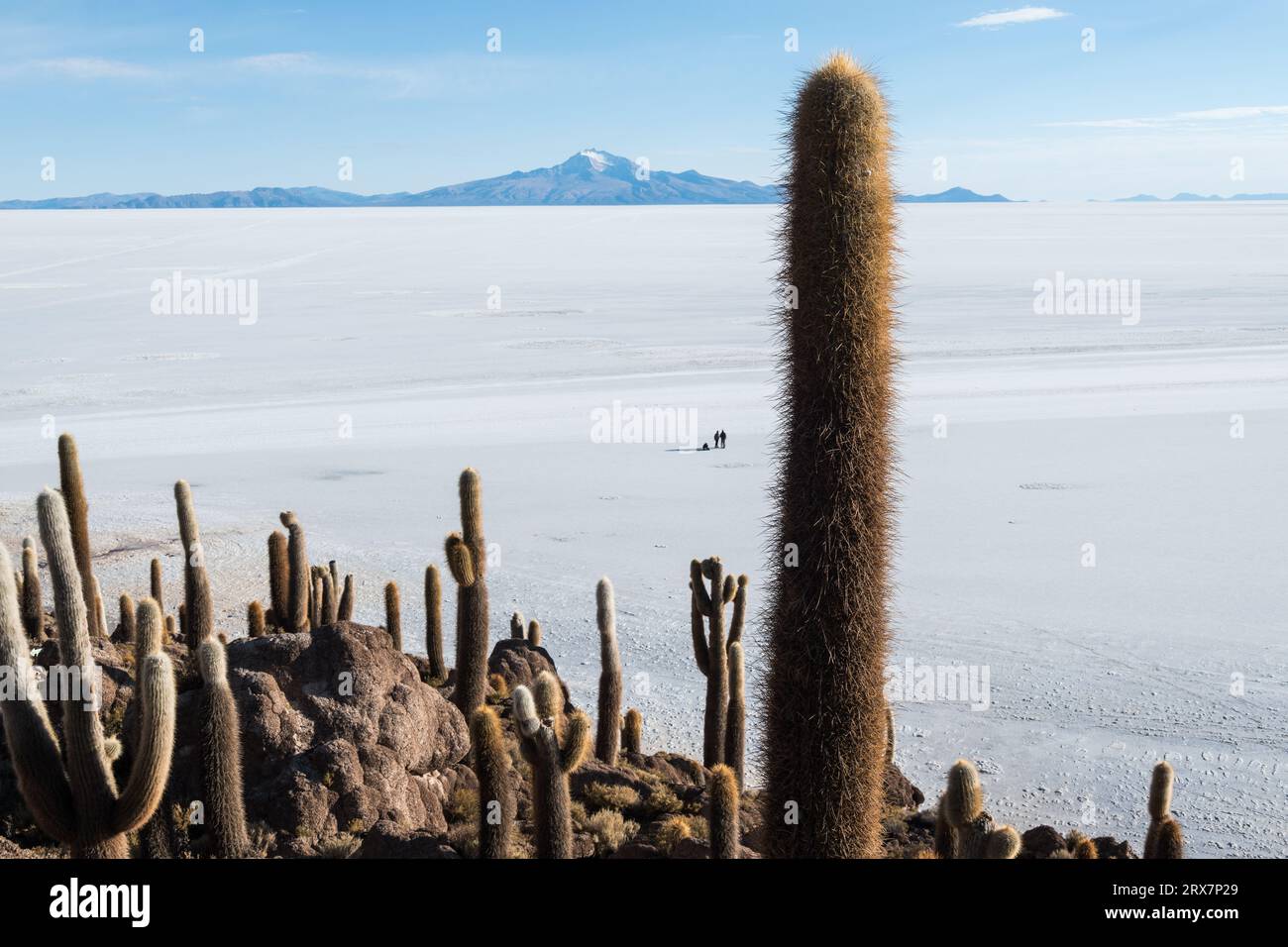 Cactus giganti nella salina di Uyuni Foto Stock